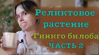 Гинкго билоба из семян. Реликтовое дерево в квартире. Часть 2