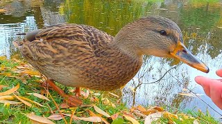 Mallard Duck Hen Comes Back for Rice Again and Again [4K]