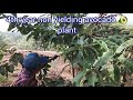 avocado quick yielding method ಬಟರ್ ಫ್ರೂಟ್ ಬೇಗ ಇಳುವರಿ ಕೊಡಲು ಸುಲಭ ವಿಧಾನ