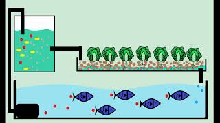 魚菜共生的基本原理/How Aquaponics works/cc字幕/Aquaponics頂樓的魚菜共生