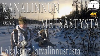 Kanalinnun metsästystä 2021 Osa 2 | Lokakuun latvalinnustusta Kainuussa