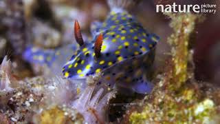 Nudibranch feeding on soft coral, Lembeh Strait, Indonesia.