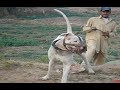 Dog Breeds That You Should Never Mess With