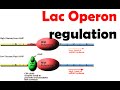 Lac operon regulation