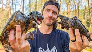 Do Snapping Turtles Make Good PETS!? What you NEED to know