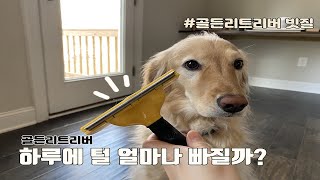 Grooming my Golden Retriever 골든리트리버 빗질, 하루에 털 얼마나