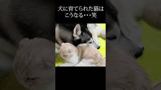 家出したと思った子猫を見つけ思わずかじってしまったハスキー犬