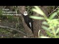 white headed woodpecker