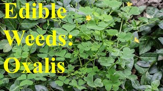 Edible Weeds Oxalis