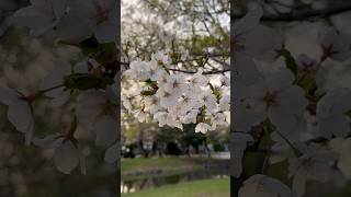 現在の札幌の桜🌸