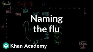 Naming the flu: H-something, N-something | Infectious diseases | Health \u0026 Medicine | Khan Academy