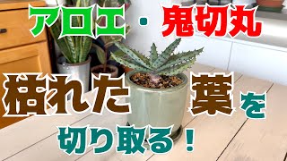 アロエ・鬼切丸の枯れた葉を切り取る！