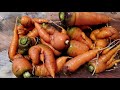 plant carrot種胡蘿蔔經驗分享【紅蘿蔔種植】簡單易學易種的護眼明星【無蟲害、不怕冷、不怕陰】