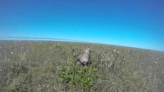 Adult whimbrel brooding a young chick.