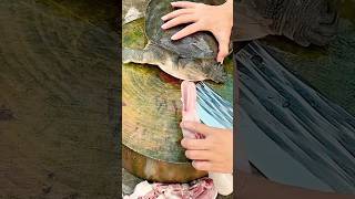 Tortoise's favorite meat | #akfunn  #shortsvideo #intresting