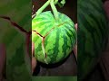 watermelon cutting with finger