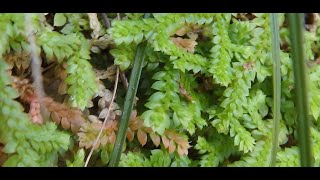 Selaginella denticulata or Mediterranean clubmoss Greece by Theo Fotiadis