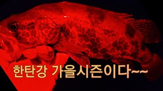 한탄강 쏘가리낚시 ep.15