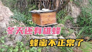 冬天还有雄蜂进出，蜂群不正常了，发生了什么怪事情？