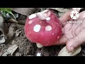 หาเห็ดมื้อนี้🍄ระโงกแดง🍄ก่อแดงออกเรื่อยๆหมานคือเก่าจ้า4ตุลาคม65