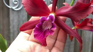 Laelia tenebrosa ‘SVO’4 N x Laelia milleri ‘Dr. Koopowitz Red’ HCC/AOS