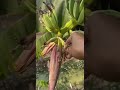 interesting bananas usa fruit fruitworld asianfruit satisfying longanfruit fruitnation natur