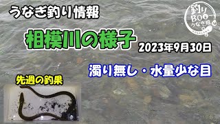 うなぎ釣り情報。相模川の様子2023年9月30日