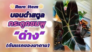 Ep35 : 🔆Rare item🔆 บอนดำสตูลกระดูกชมพู”ด่าง” (ต้นแรกของมาดาม)