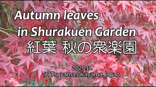 紅葉 秋の衆楽園 | Autumn leaves in Shurakuen Garden @津山