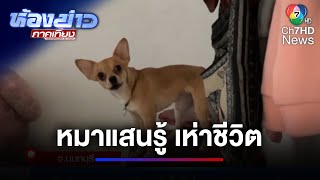 คลิปหมาแสนรู้ เห่าให้ช่วยเจ้าของก่อนตาย  | ห้องข่าวภาคเที่ยง