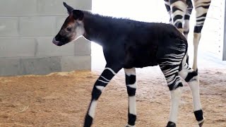 Endangered Okapi Calf Named Beni Born at Disney’s Animal Kingdom Lodge, Walt Disney World Resort