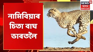 Cheetah In India : ভাৰতত উপস্থিত নামিবিয়াৰ চিতা বাঘ | Assamese News