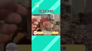 寶寶~你是一塊灑滿巧克力屑的美味蛋糕！#鴿子 #可愛 #神奇動物在抖音