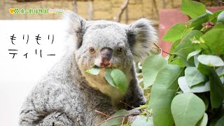 【東山動植物園公式】もりもりティリー《 コアラ 》