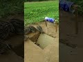 Innovative Underground Bird Trap Techniques #shorts