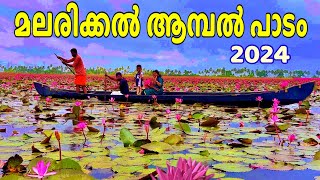 Malarikkal Water Lilies/ Season 2024/ Kottayam/Kerala