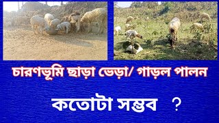 চারণভূমি ছাড়া ভেড়া/গাড়ল পালন কতোটা সম্ভব ॥ farming blog's