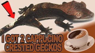 I bought 2 Cappuccino Crested Geckos! UNBOXING