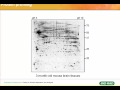 2D Gel Electrophoresis Applications