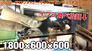 巨大アロワナ水槽にスーパーで買ってきたイワシを投入すると・・・！【大型魚•古代魚】シルバーvsノーザン勃発etc