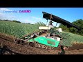 tehnik panen bawang daun ala jepang japanvlog japanese style onion harvesting technique. 白ねぎの収穫