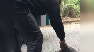 Sloth Catches a Bus || ViralHog