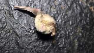 Greater Horseshoe Bat (Rhinolophus ferrumequinum) - Cyprus