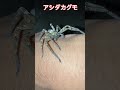 益虫のアシダカグモ　 ガサガサ 生き物 どうぶつ 生き物系youtuber 網 くも 益虫 アシダカグモ