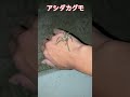 益虫のアシダカグモ　 ガサガサ 生き物 どうぶつ 生き物系youtuber 網 くも 益虫 アシダカグモ