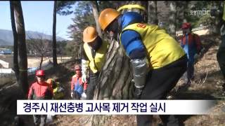 [포항MBC뉴스]경주시 재선충병 고사목 제거 작업