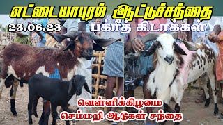 Ettayapuram Friday sheep market / பக்ரீத் விற்பனைக்கு களம் இறக்கப்பட்ட கிடாய்கள்.