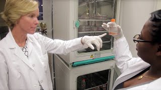 Investigating Cancer Stem Cells with the S3™ Cell Sorter