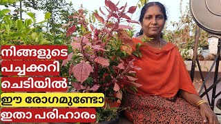 The best remadie to fungus disease on plants | Malayalam