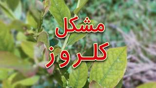 مشکل کلروز